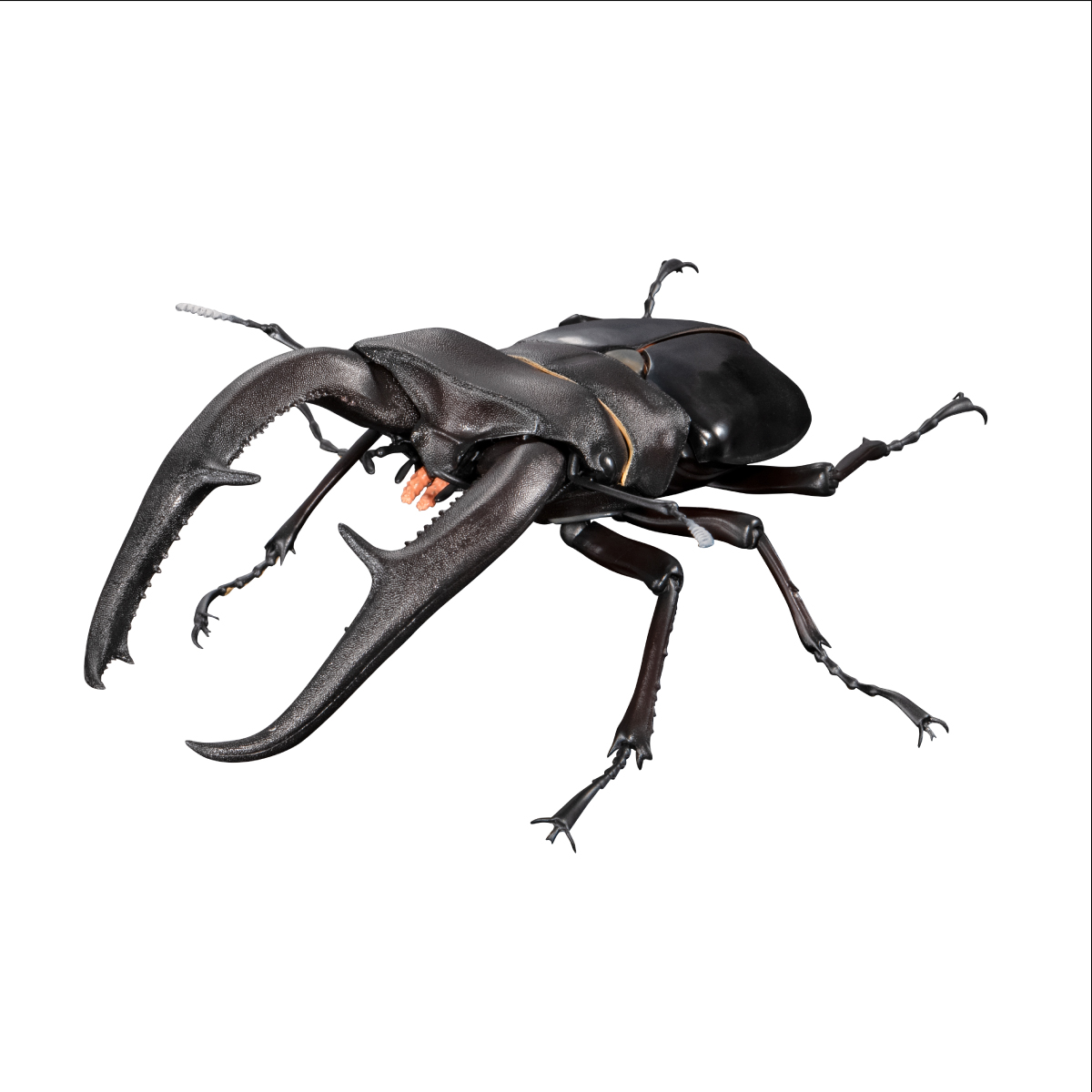 いきもの大図鑑プレミアム　マンディブラリスフタマタクワガタ（ブラック）