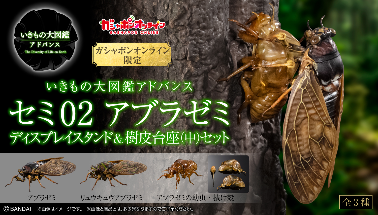 いきもの大図鑑アドバンス　セミ0２　アブラゼミ　ディスプレイスタンド＆樹皮台座（中）セット