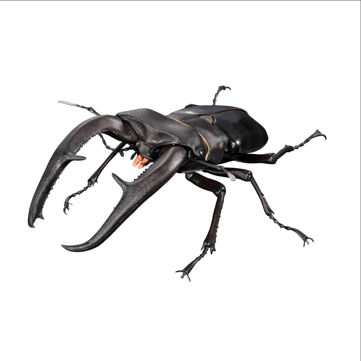 マンディブラリスフタマタクワガタ（ブラック）