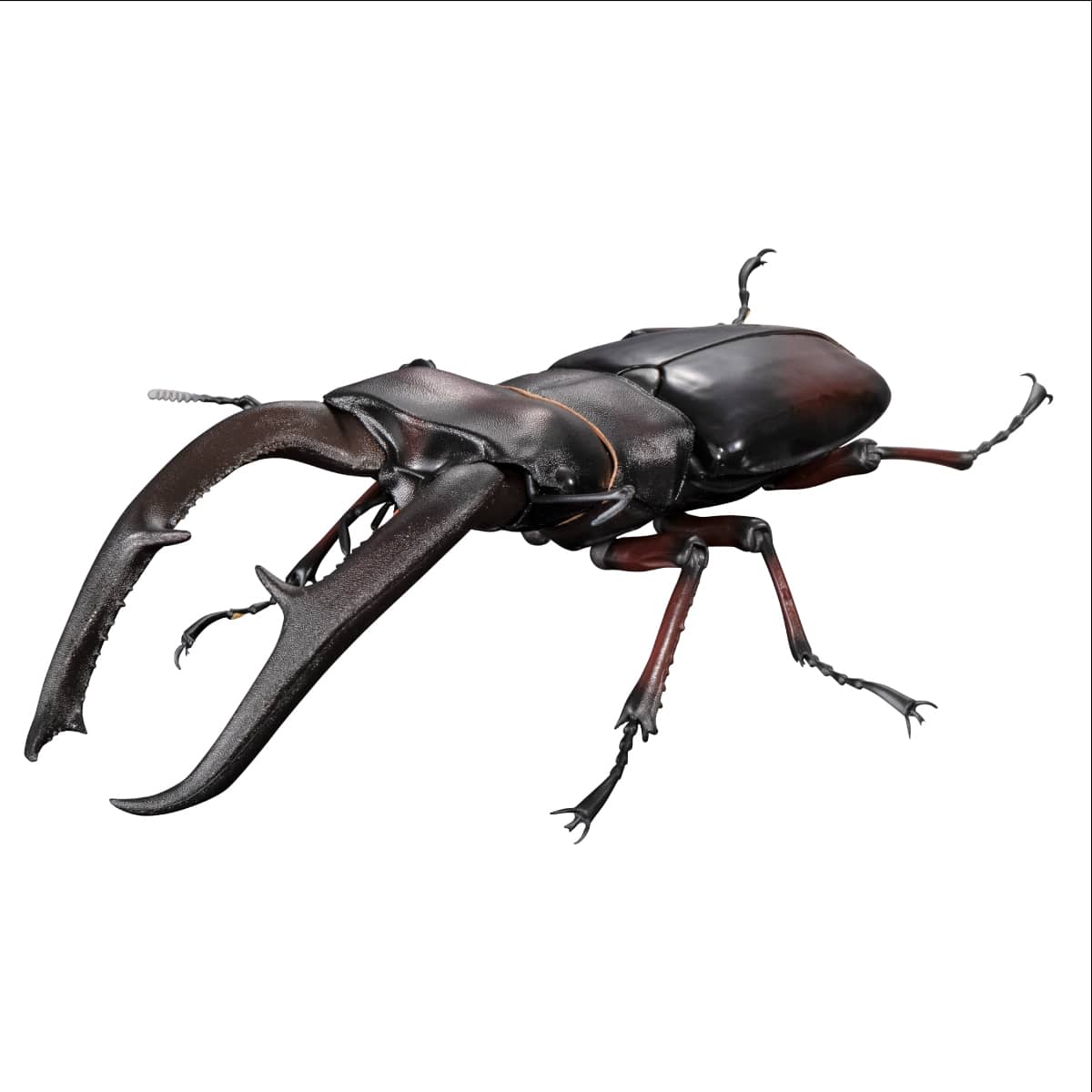 マンディブラリスフタマタクワガタ（レッド）