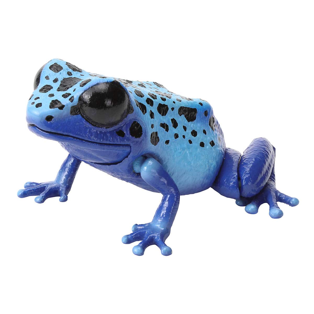 コバルトヤドクガエル