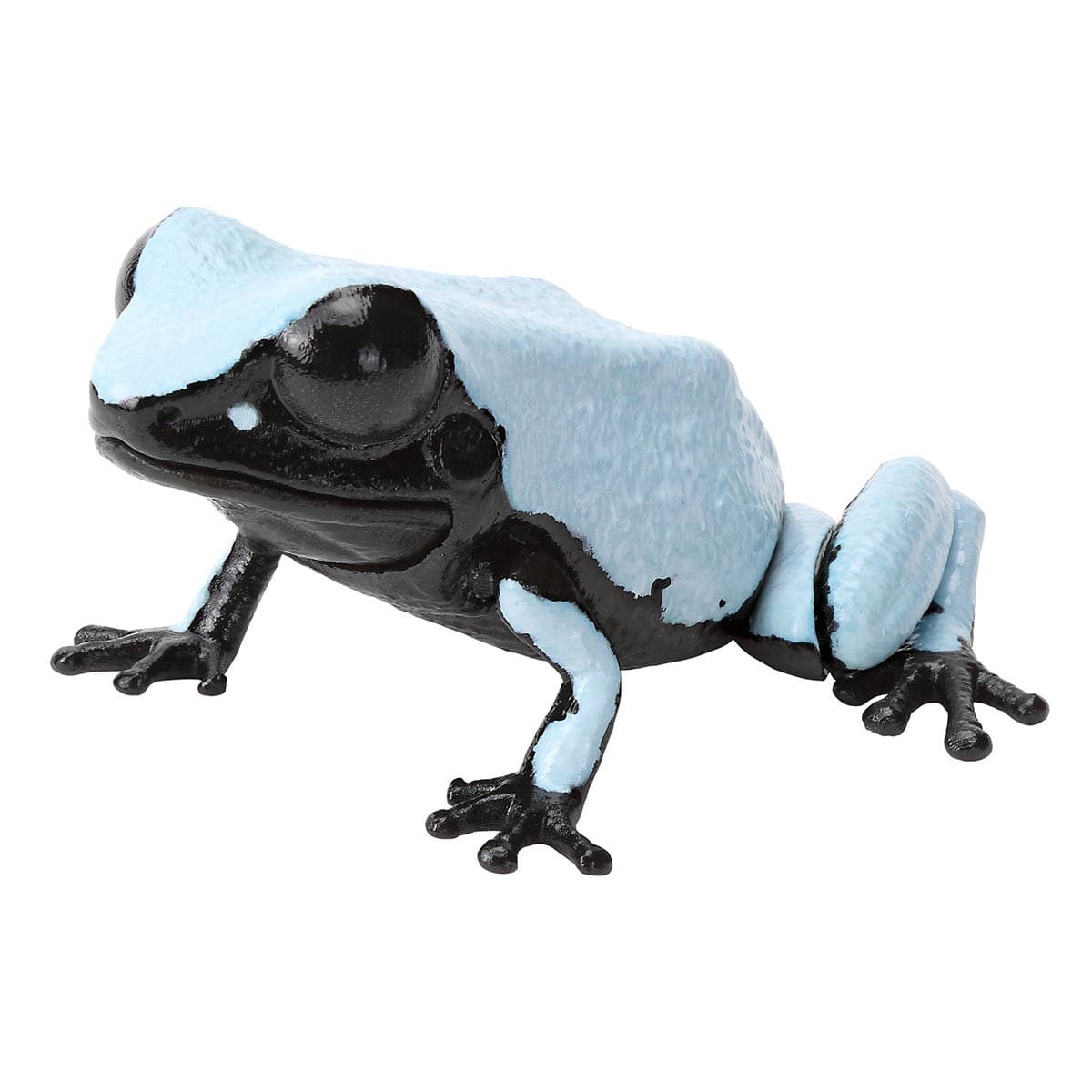 セマダラヤドクガエル