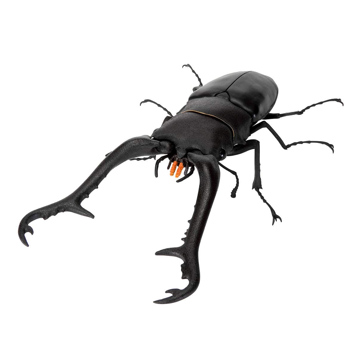 ギラファノコギリクワガタ（ケイスケイ）