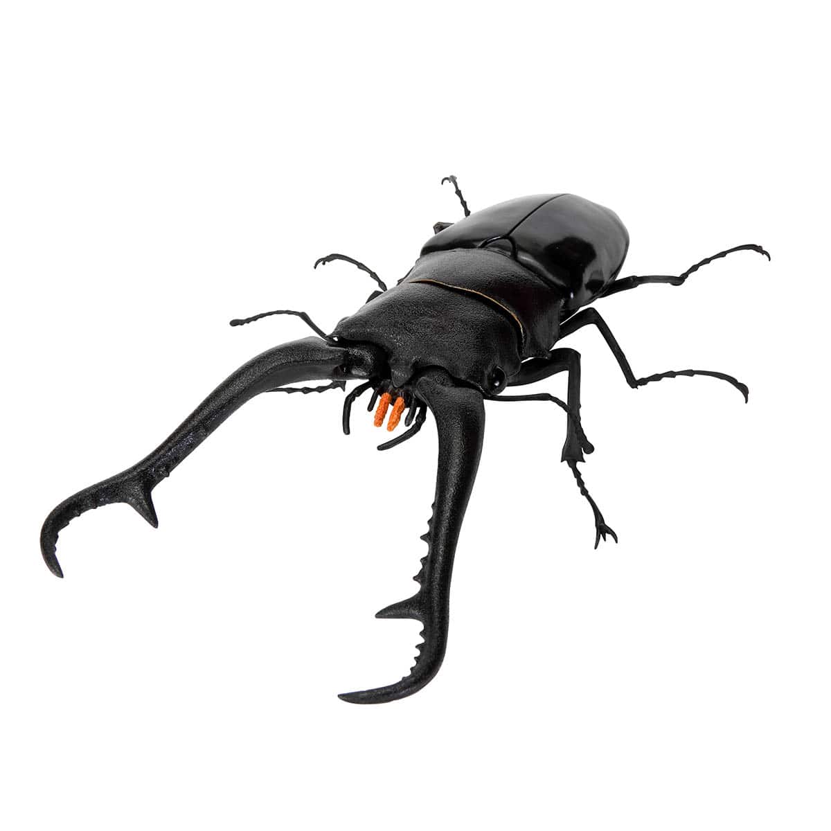 ギラファノコギリクワガタ（ダイスケイ）