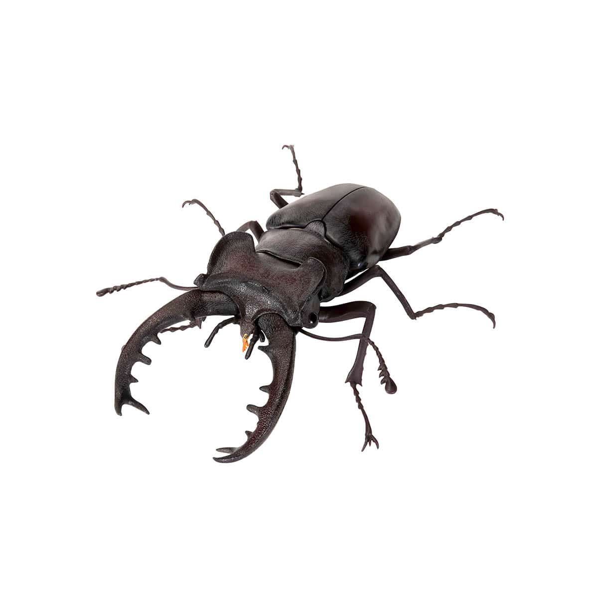 ミヤマクワガタ（新色）