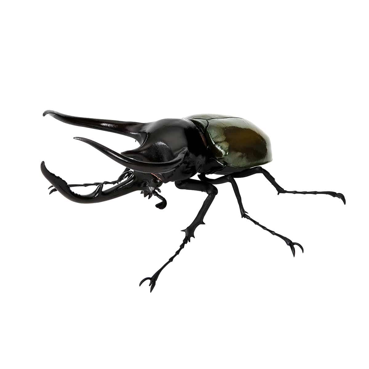 コーカサスオオカブト（改）