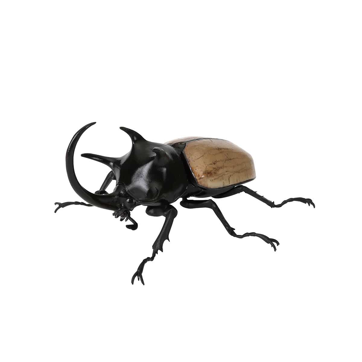 ゴホンヅノカブト（改）