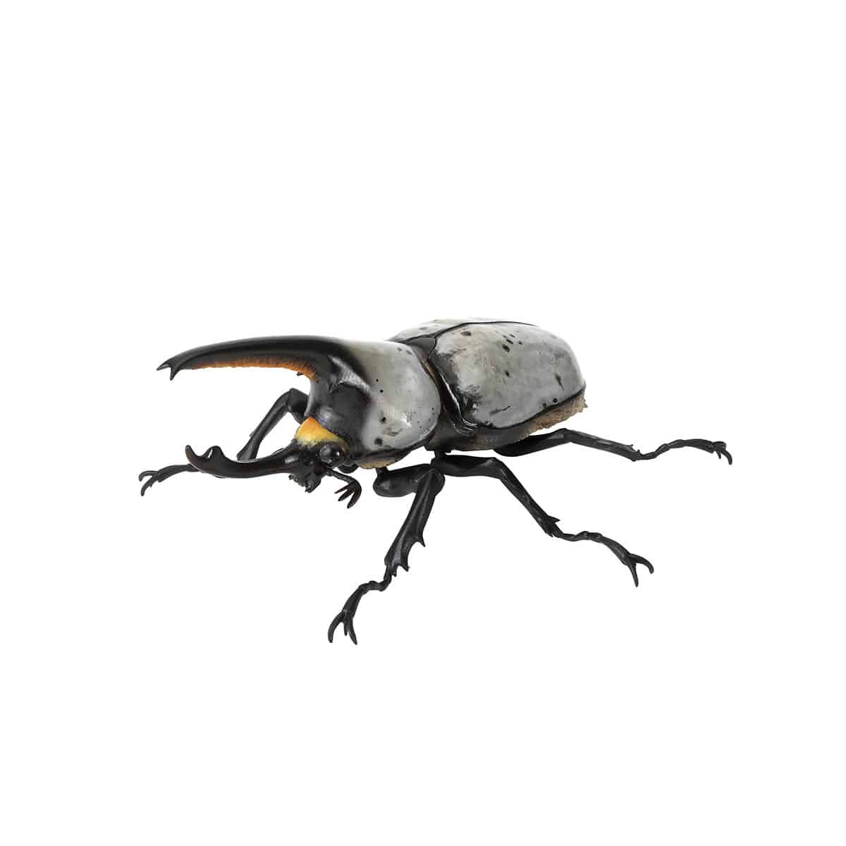 グラントシロカブト（改）