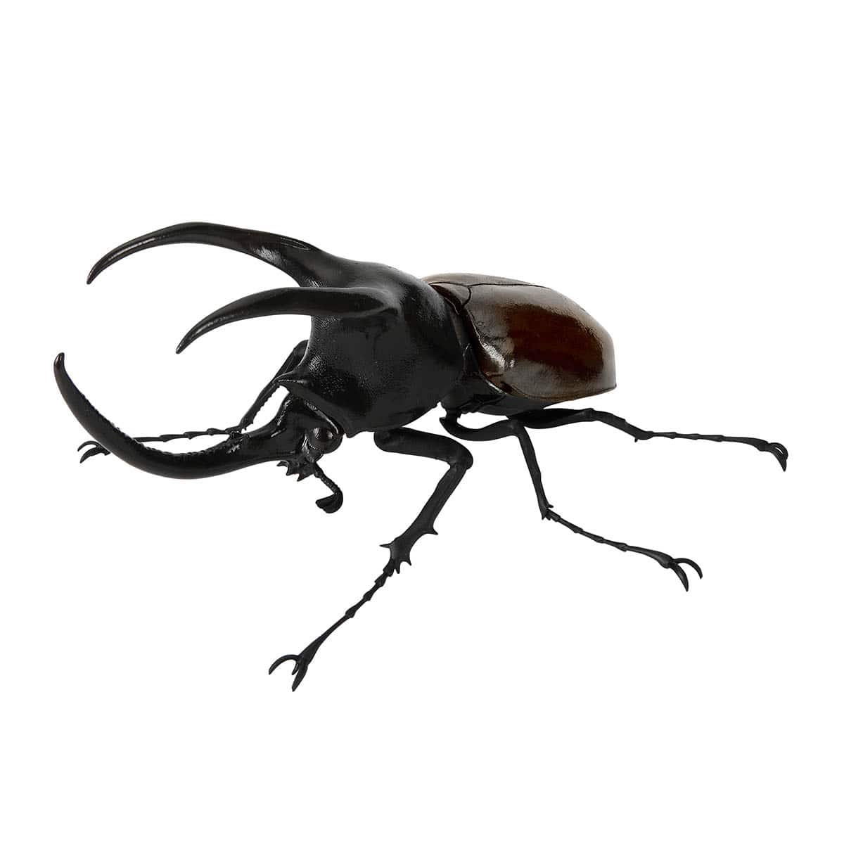 モーレンカンプオオカブト（改）