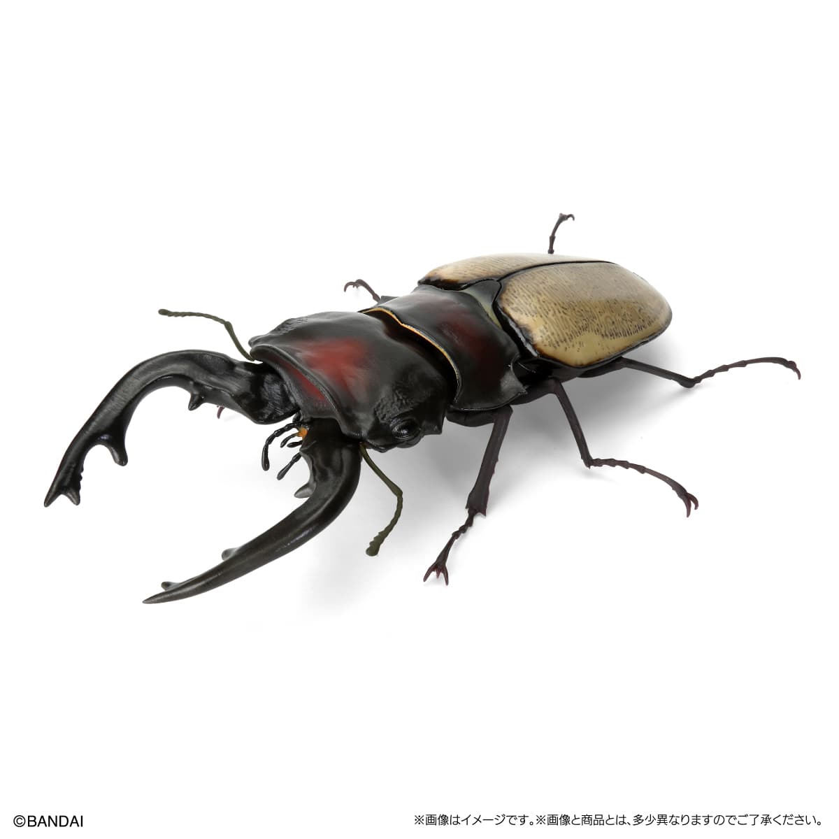 フェモラリスツヤクワガタ（長歯）