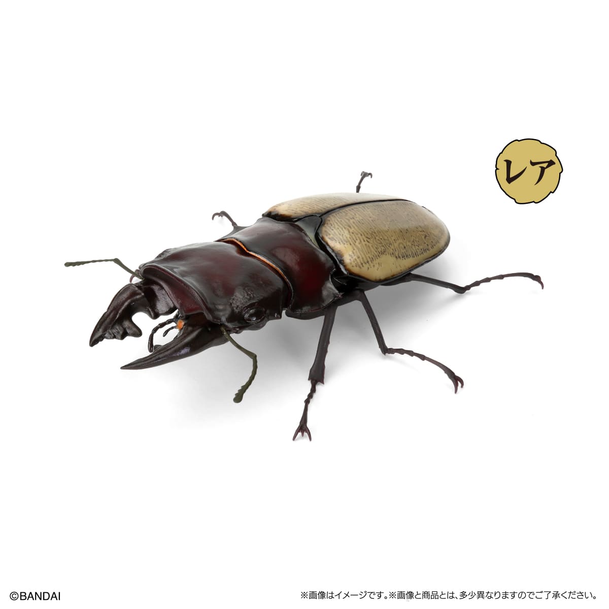 フェモラリスツヤクワガタ（短歯）