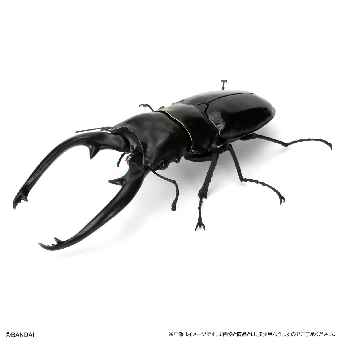 インターメディアツヤクワガタ