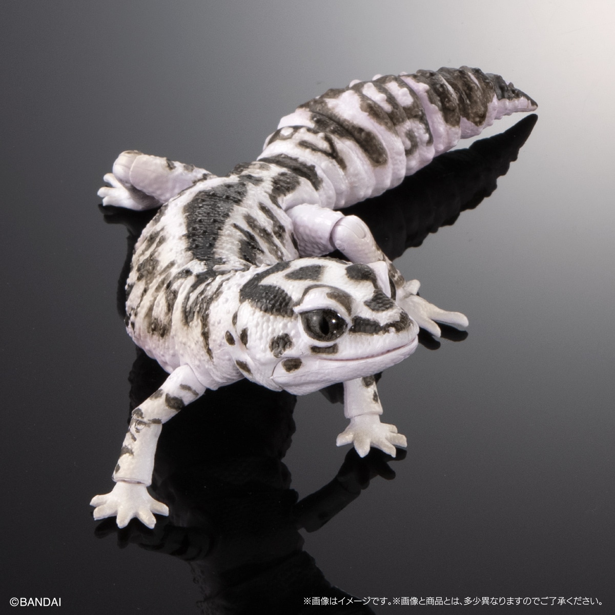 ニシアフリカトカゲモドキ（オレオ）