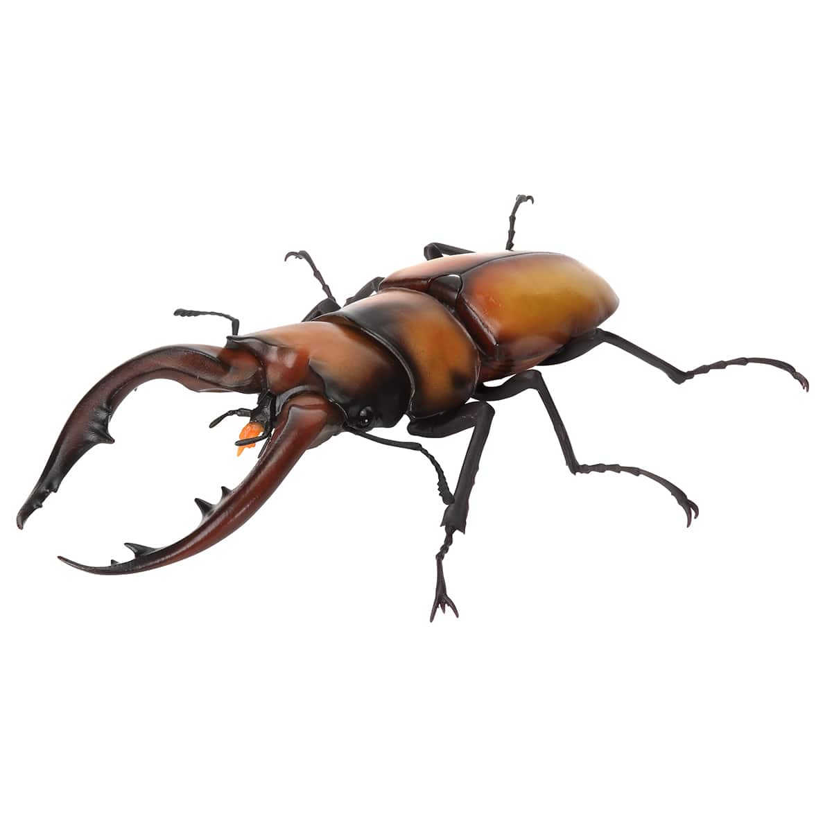 トカラノコギリクワガタ（オレンジ）