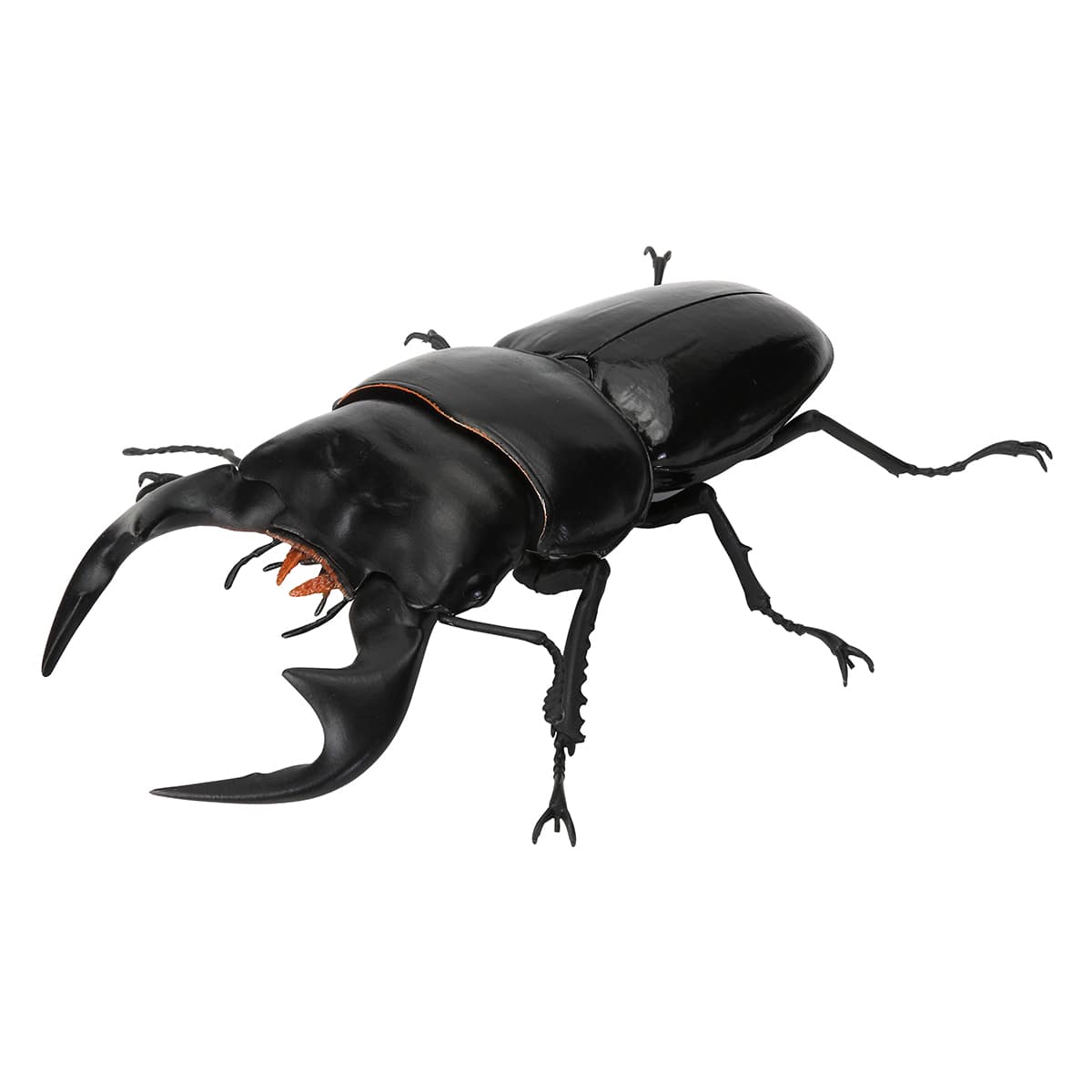 アンタエウスオオクワガタ