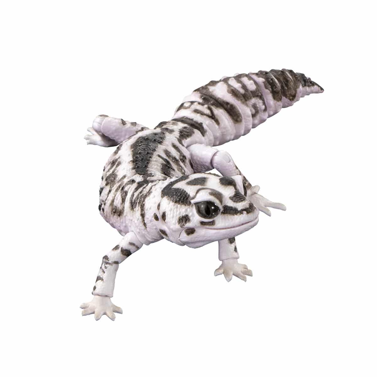 ニシアフリカトカゲモドキ（オレオ）