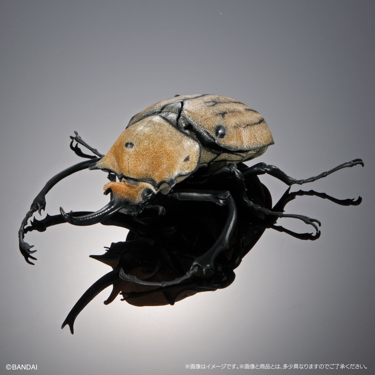 エレファスゾウカブト