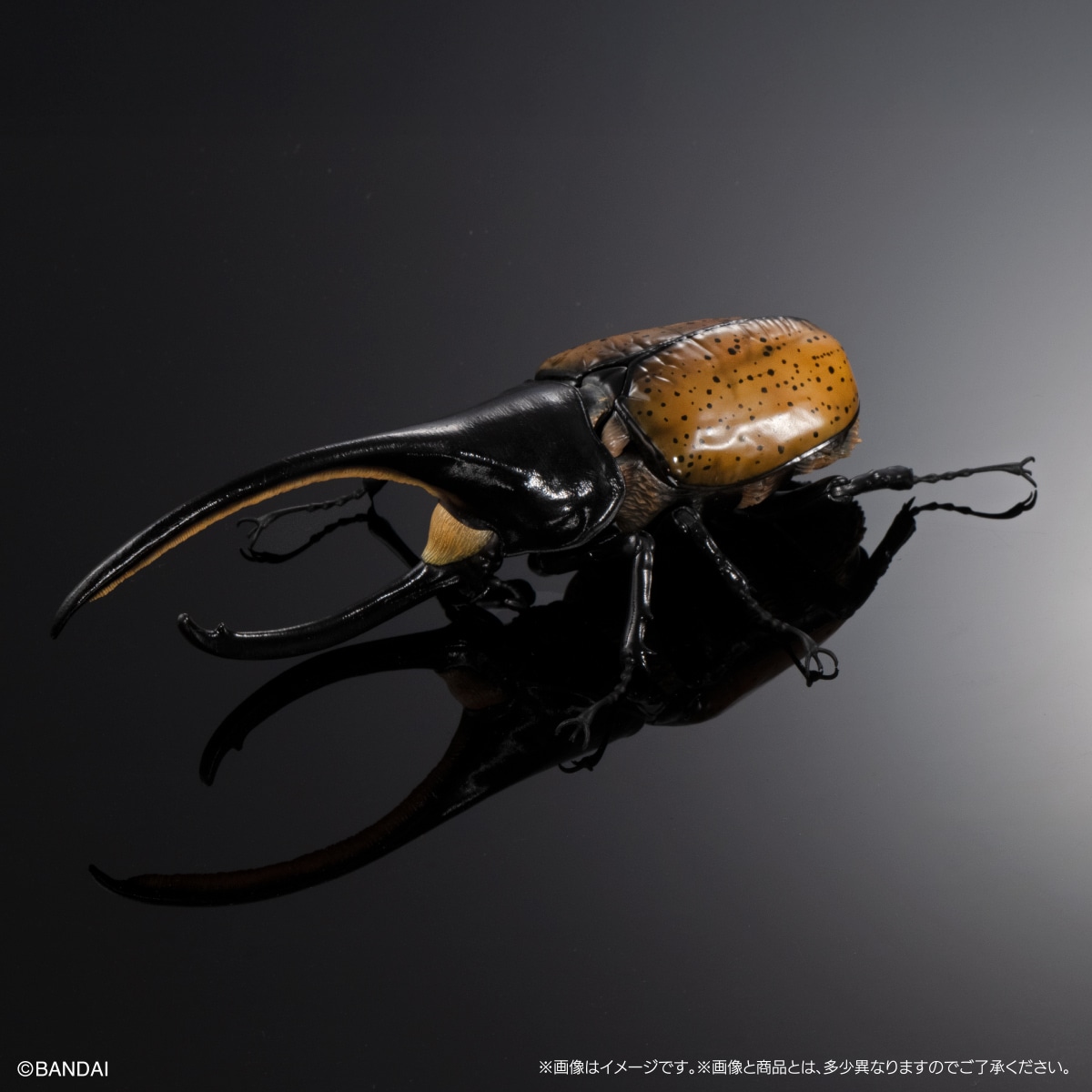 ヘラクレス・タカクワイ