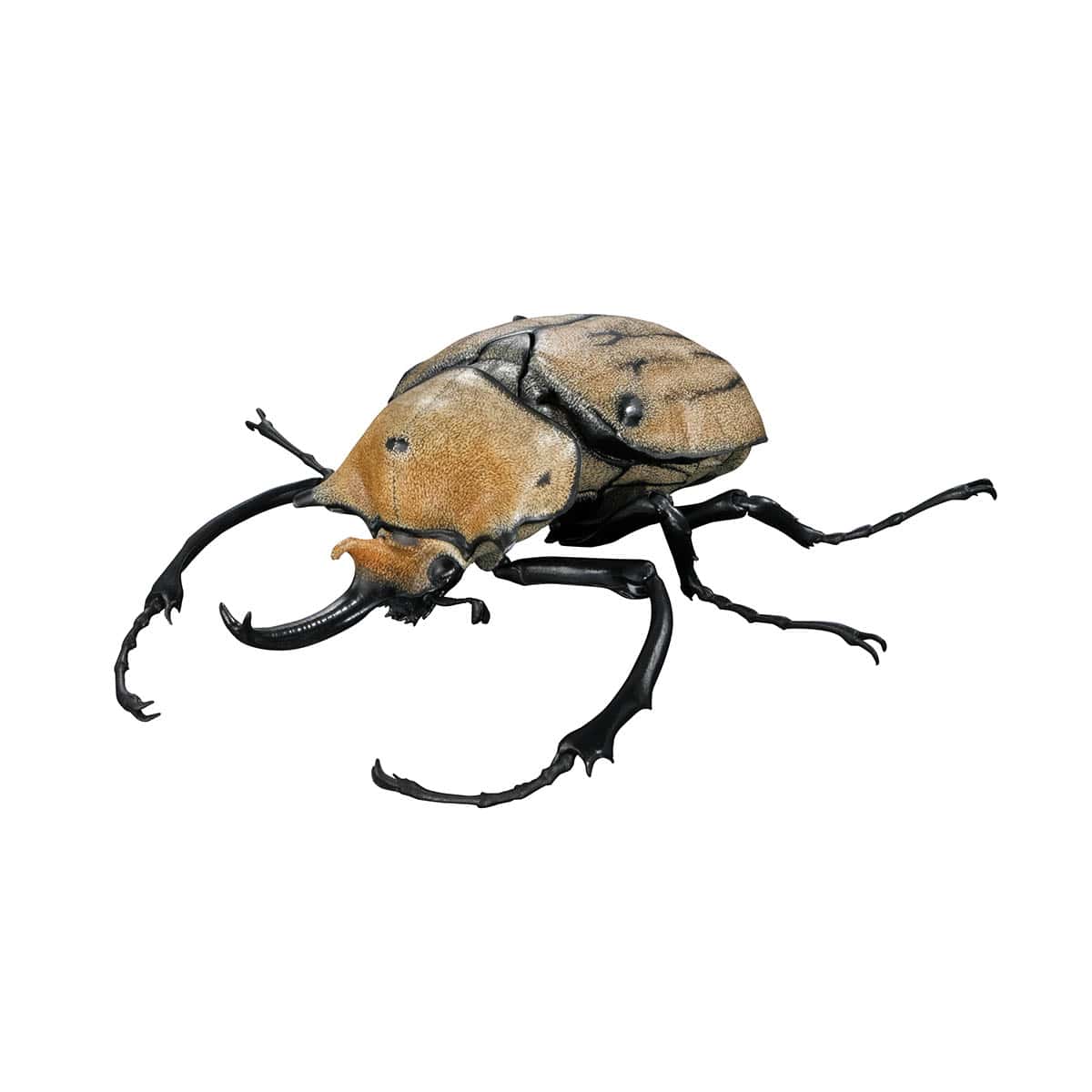エレファスゾウカブト