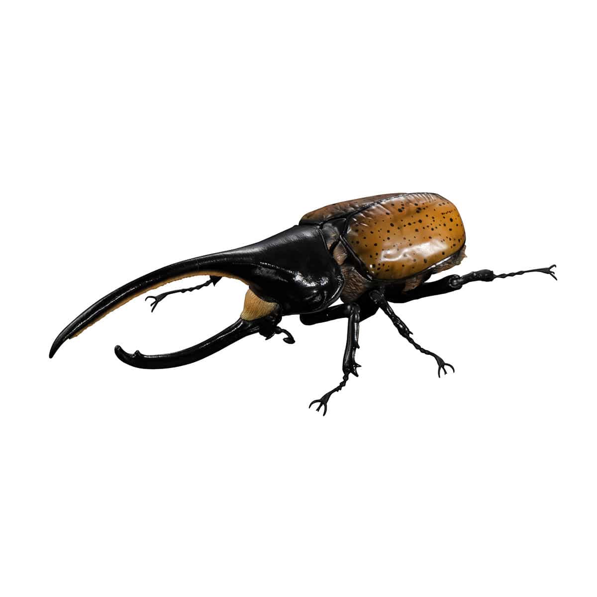 ヘラクレス・タカクワイ