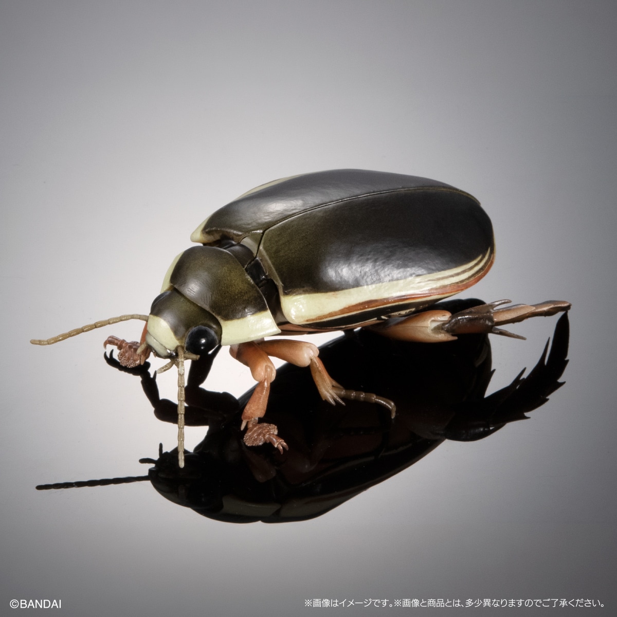 ナミゲンゴロウ（オス）