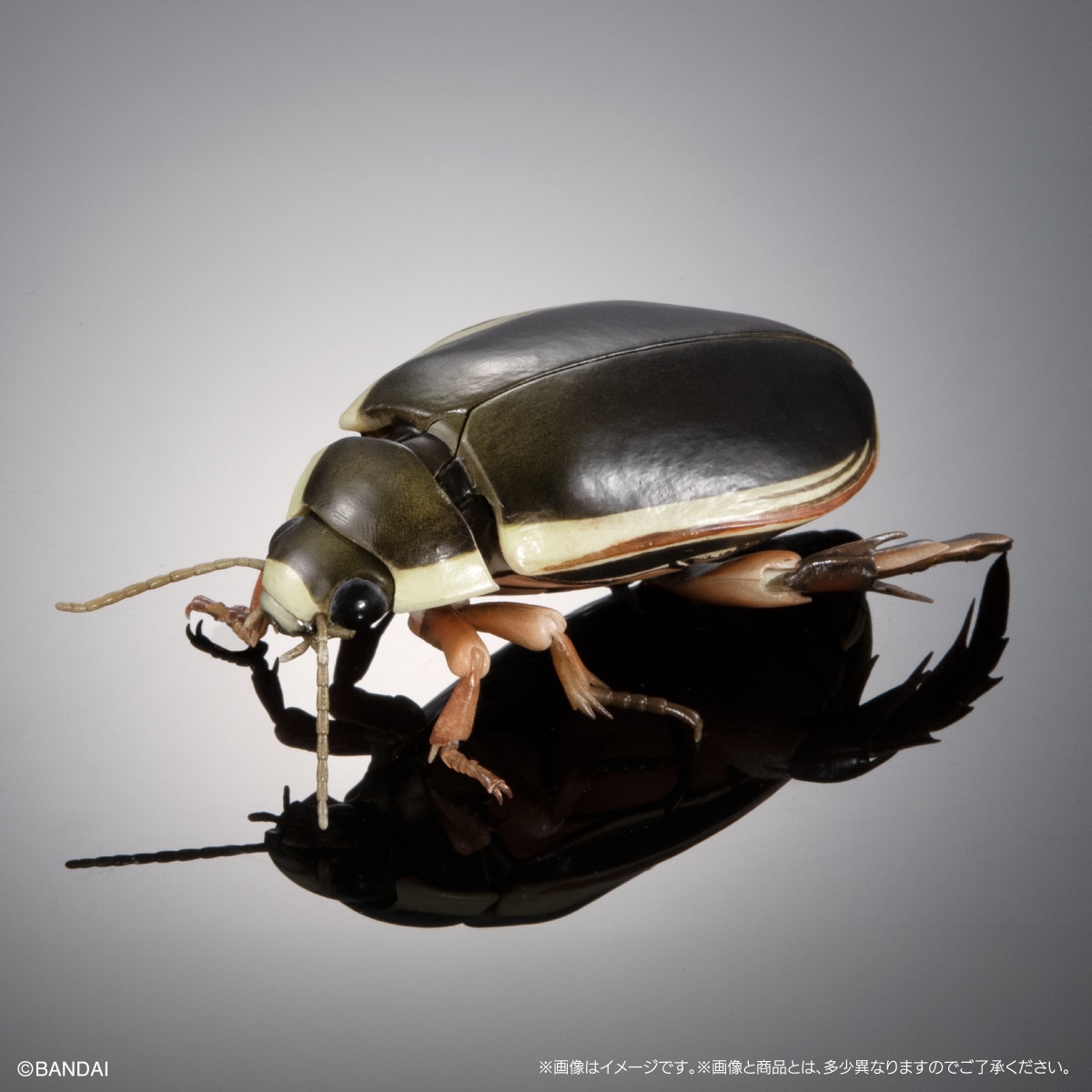 ナミゲンゴロウ（メス）