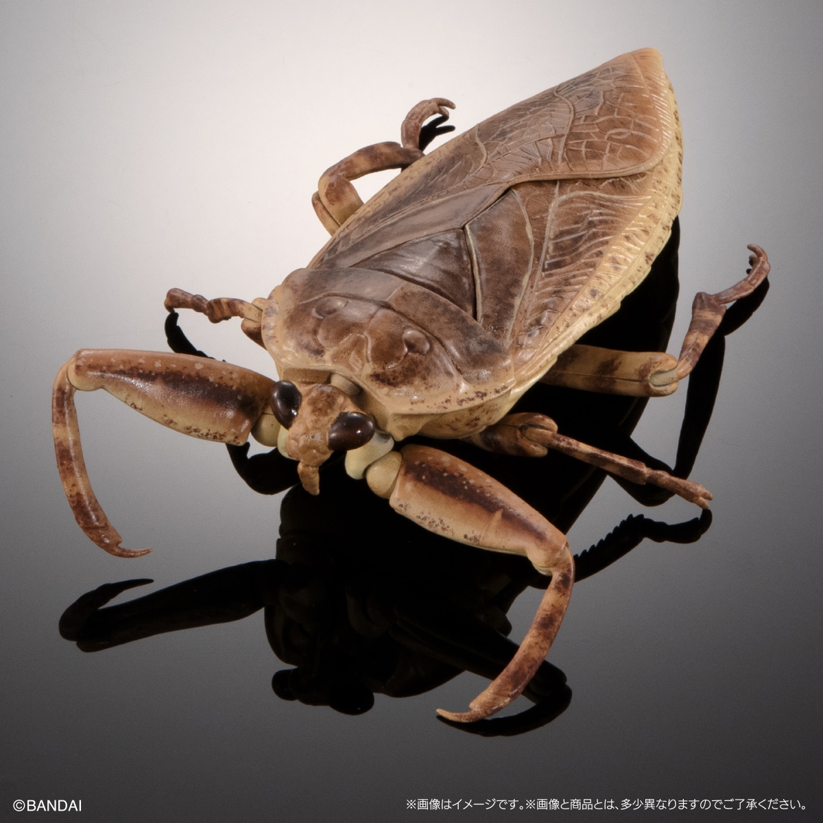 タガメ（つや消しライトカラー）