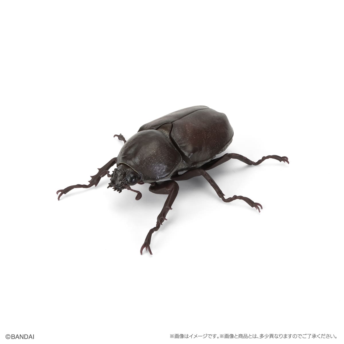 ヤマトカブトムシ（メス）