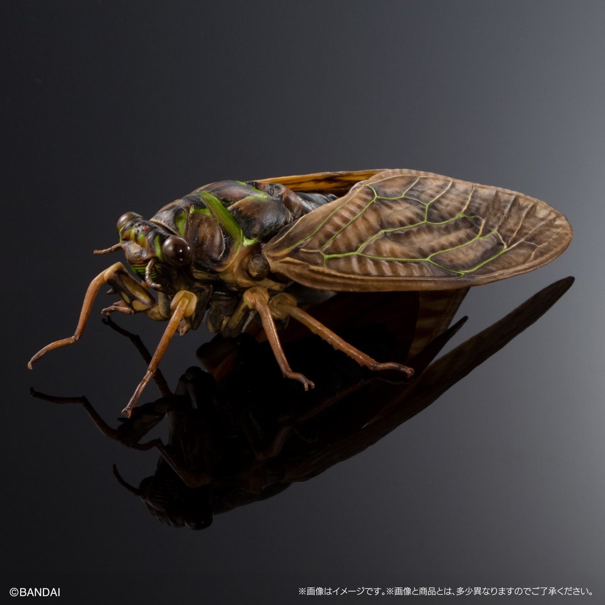 リュウキュウアブラゼミ