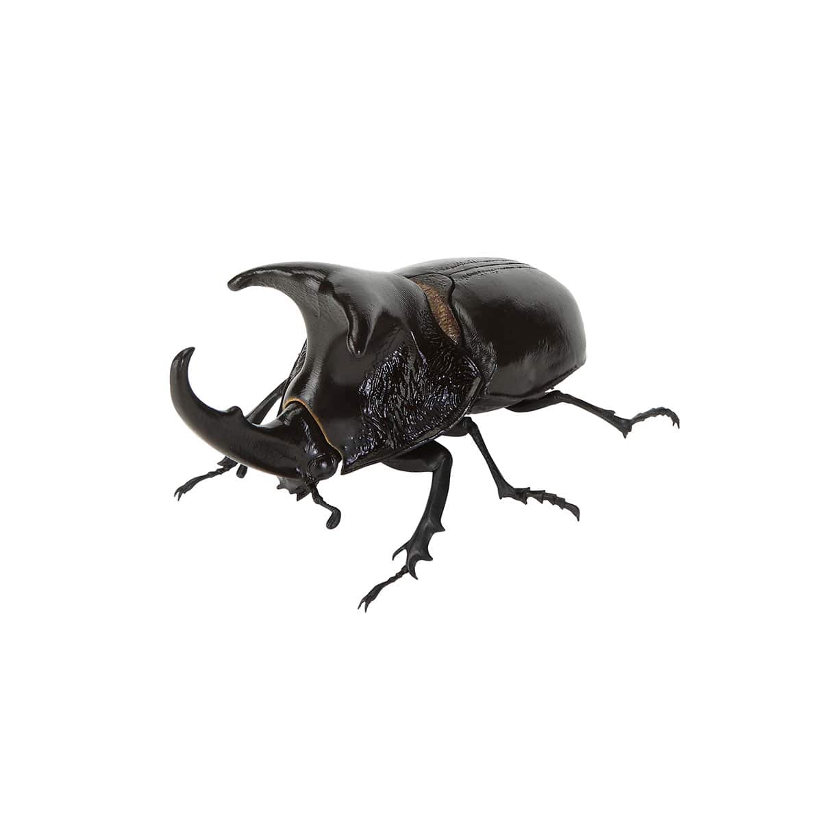 オオツノメンガタカブト