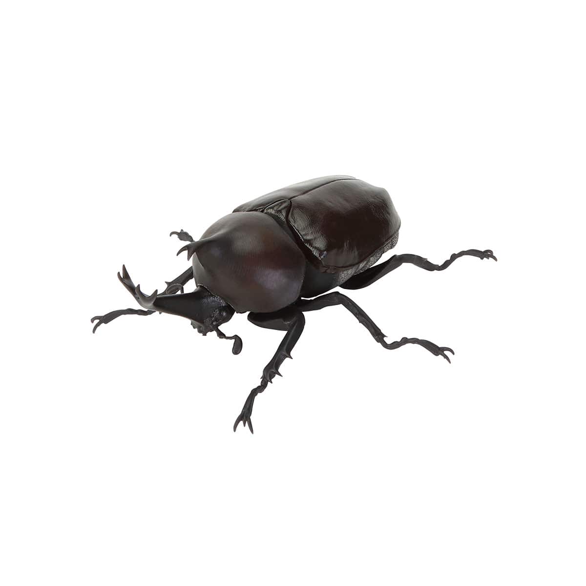 オキナワカブト