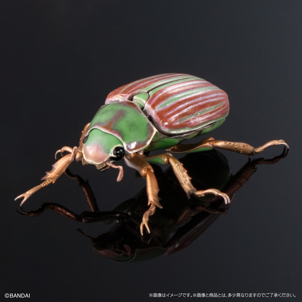 アデライダウグイスコガネ