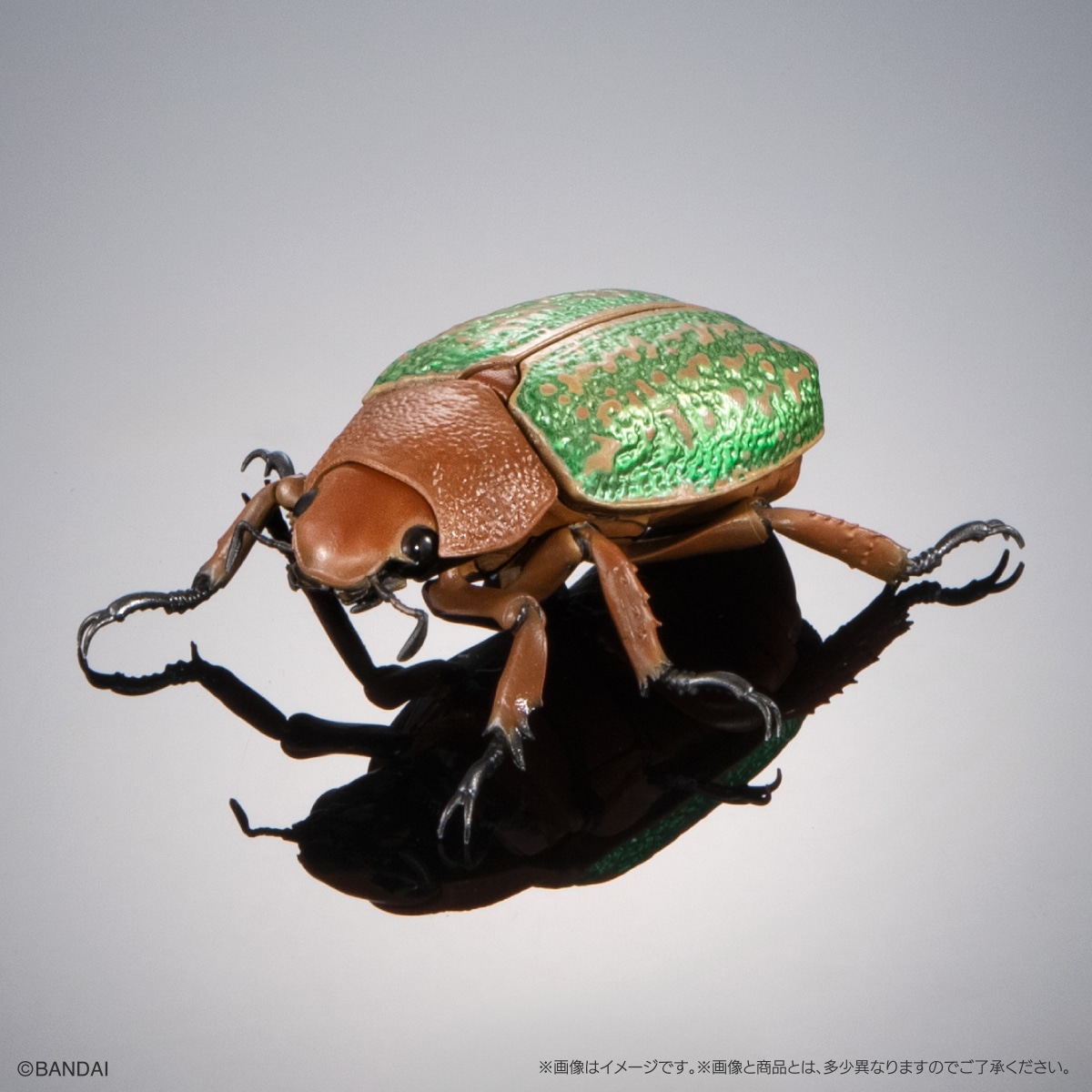ヴィクトリーナウグイスコガネ