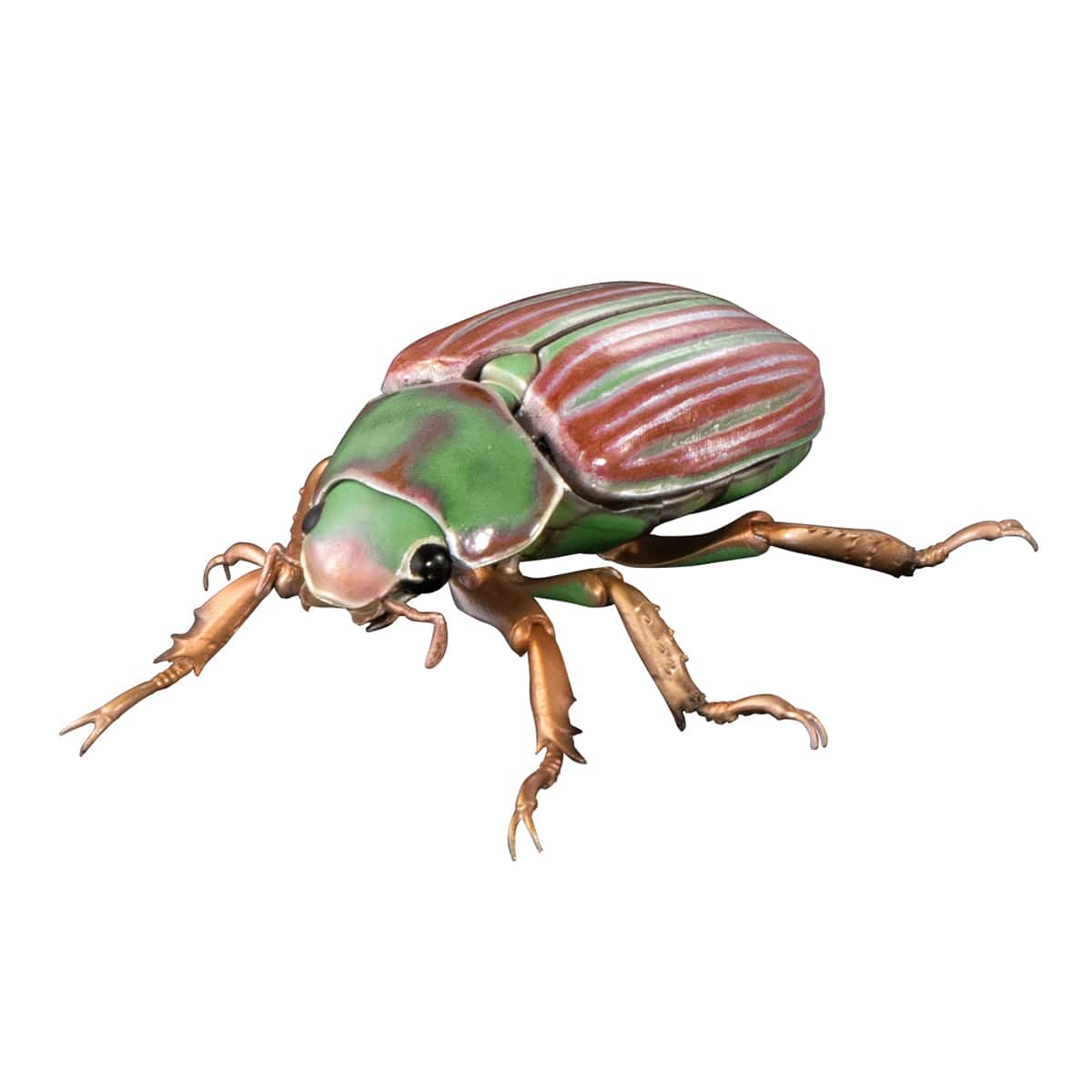 アデライダウグイスコガネ