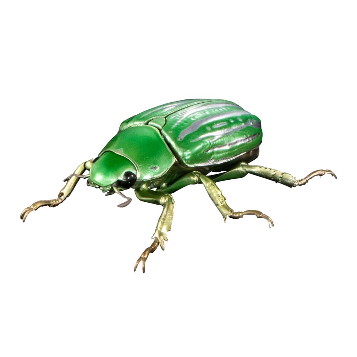 キンセスジウグイスコガネ