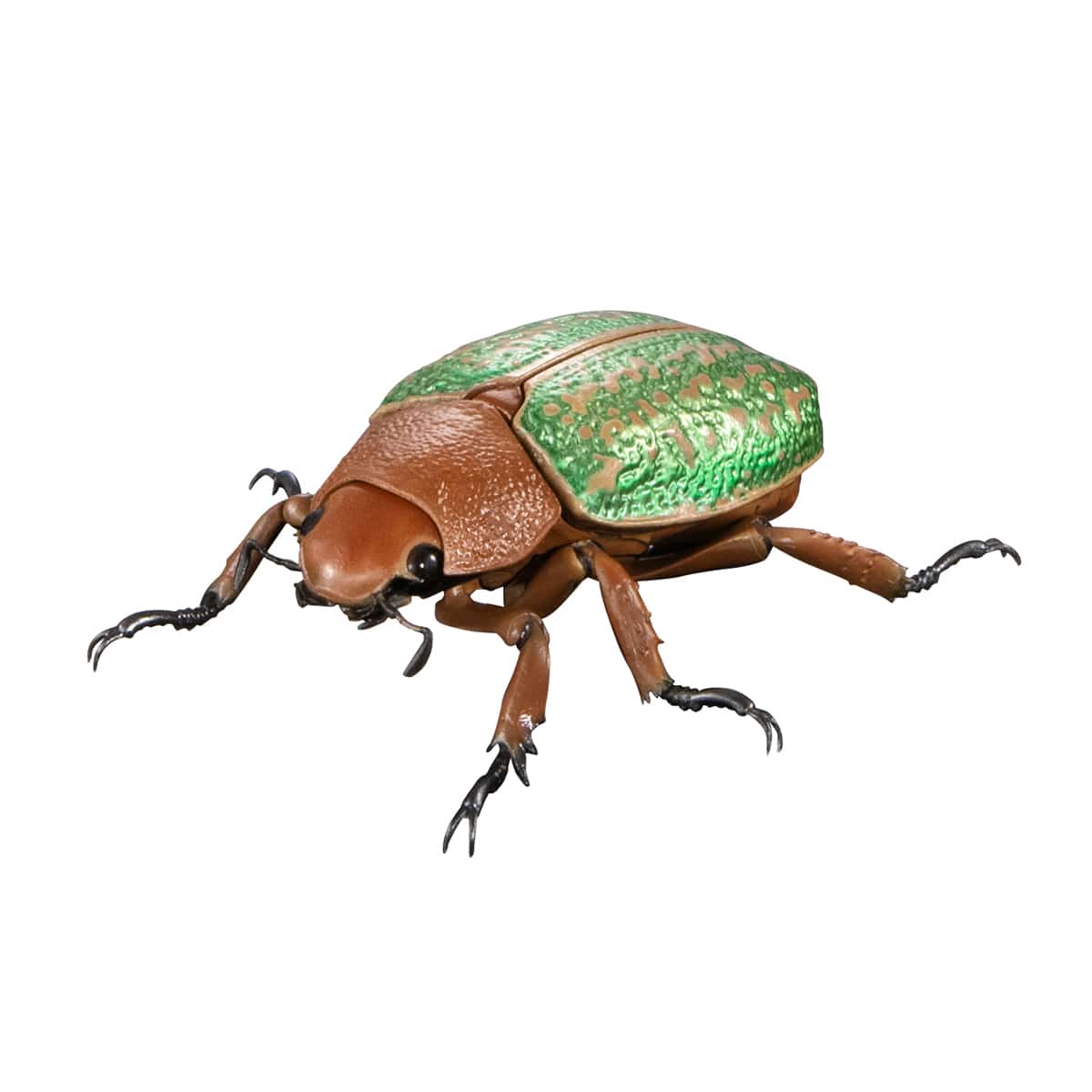 ヴィクトリーナウグイスコガネ