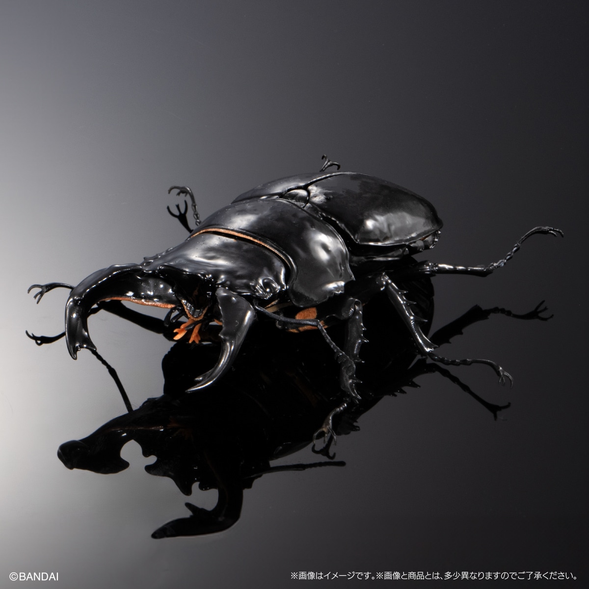 タランドゥスオオツヤクワガタ