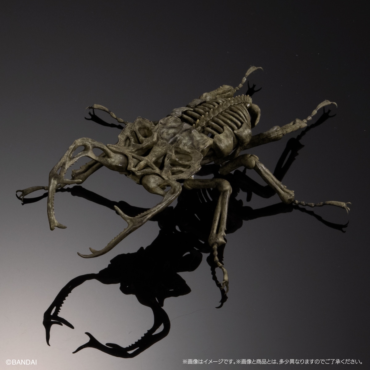 ユダイクスミヤマクワガタ（化石標本カラーver.）