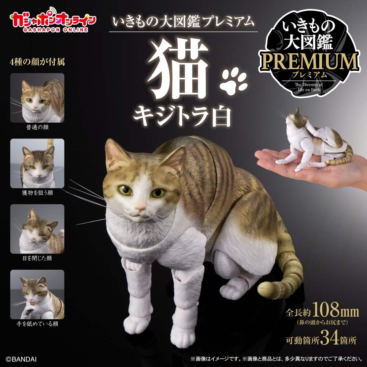 いきもの大図鑑プレミアム　猫　キジトラ白