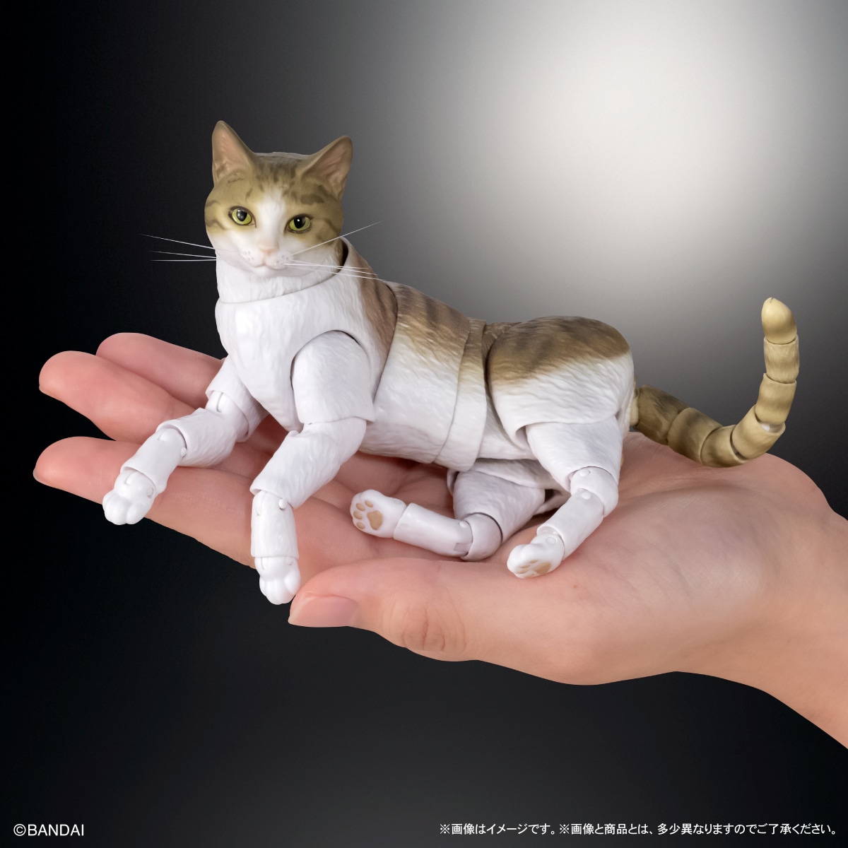 いきもの大図鑑プレミアム　猫　キジトラ白