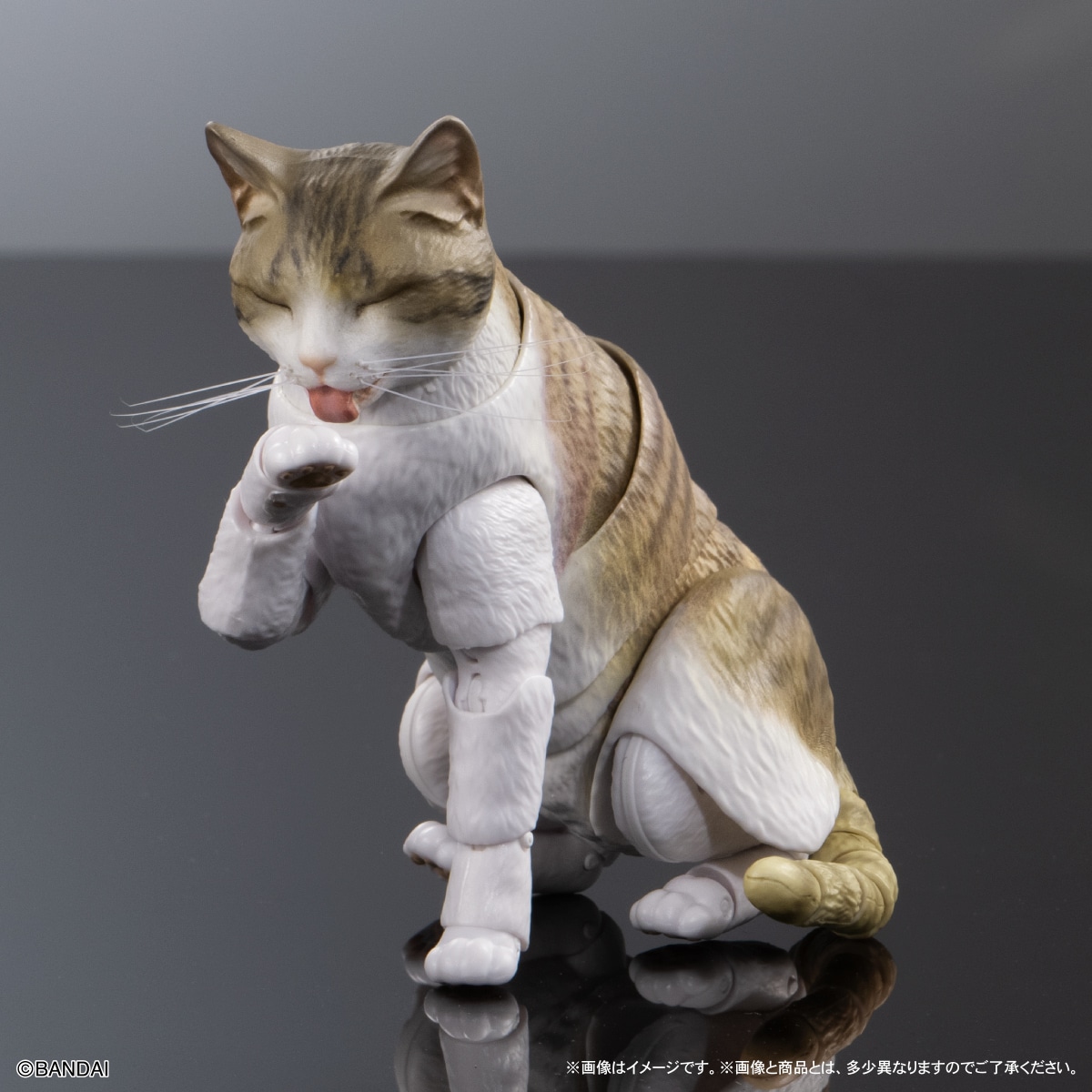 いきもの大図鑑プレミアム　猫　キジトラ白