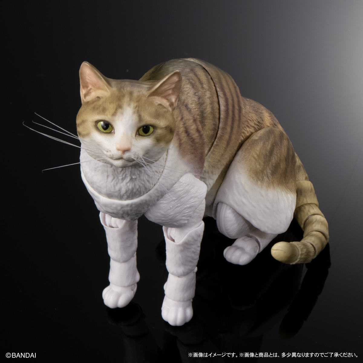 いきもの大図鑑プレミアム　猫　キジトラ白