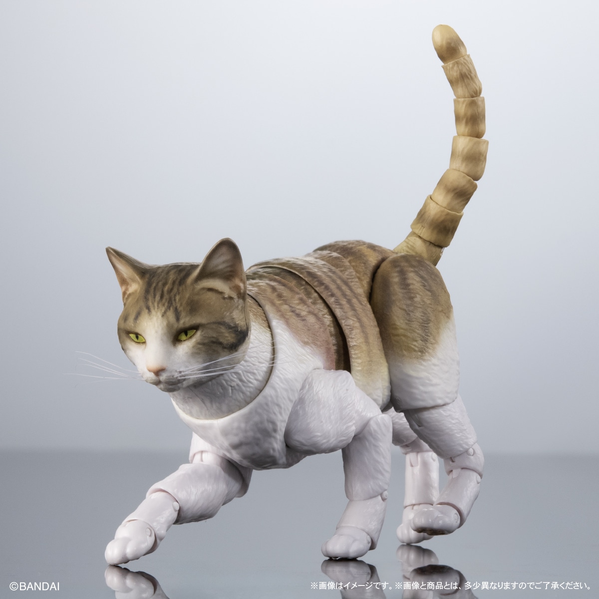いきもの大図鑑プレミアム　猫　キジトラ白