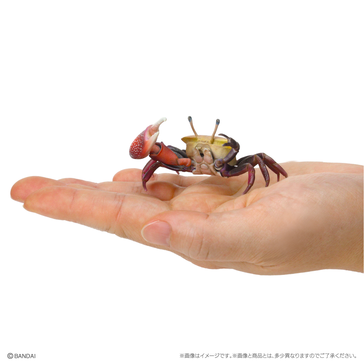いきもの大図鑑ミニコレクション 甲殻類 | ナムコパークス オンライン 