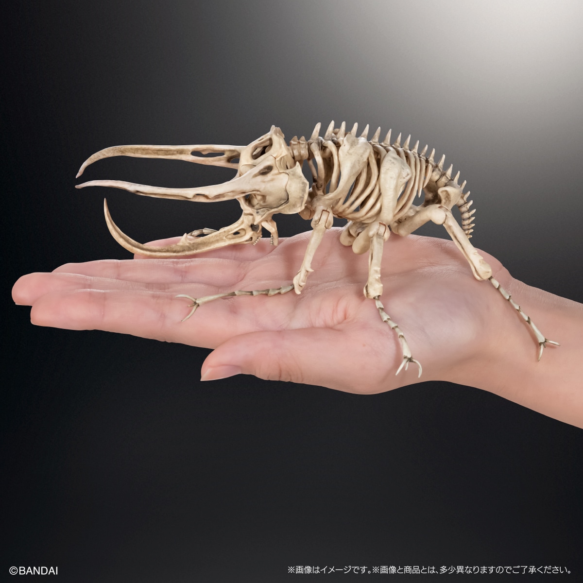 Art in Gashapon 昆虫骨格標本