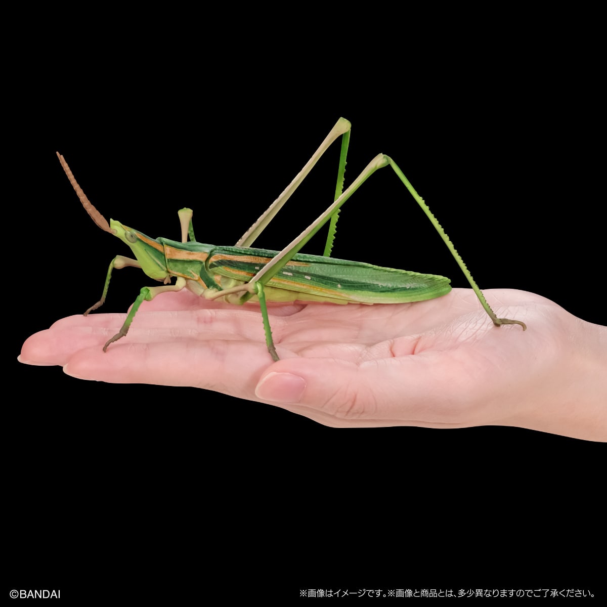 いきもの大図鑑アドバンス　オオカマキリとショウリョウバッタ　ディスプレイスタンドセット