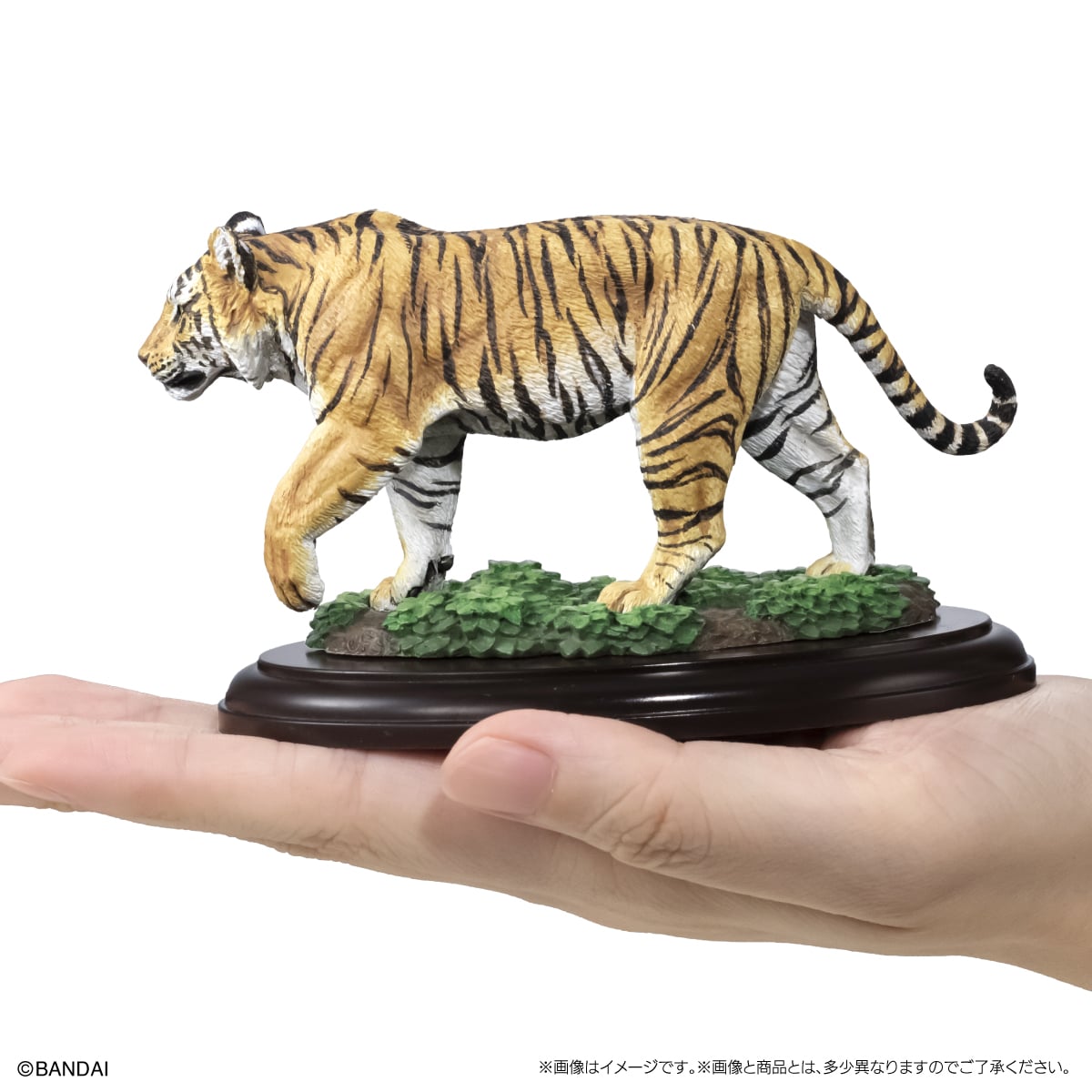 いきもの大図鑑ディスプレイモデルコレクション 野生のネコ科動物