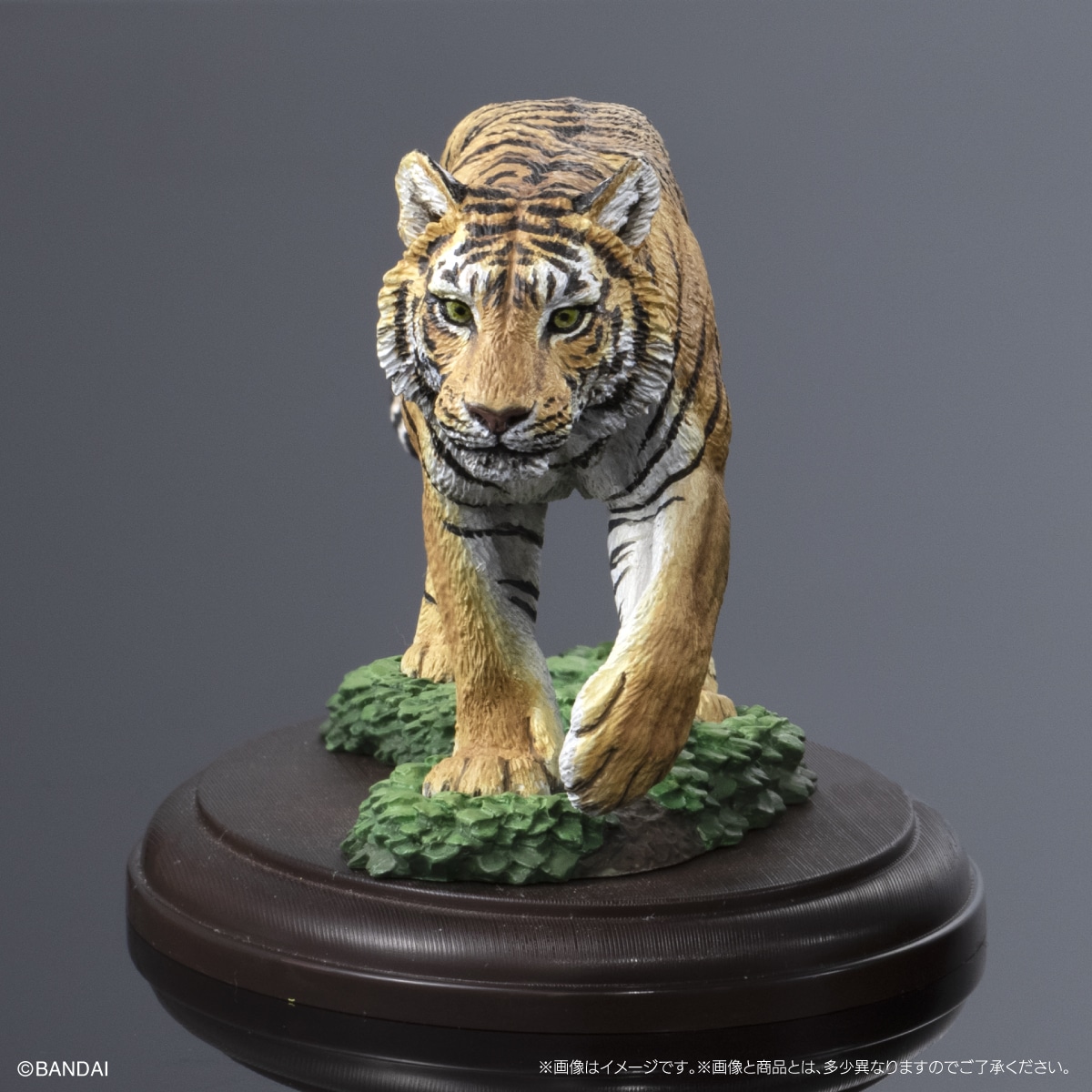 いきもの大図鑑ディスプレイモデルコレクション 野生のネコ科動物