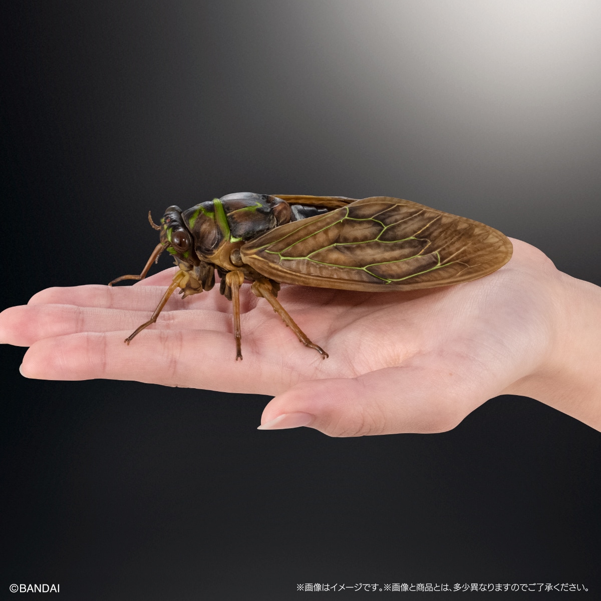 いきもの大図鑑アドバンス　セミ0２　アブラゼミ　ディスプレイスタンド＆樹皮台座（中）セット