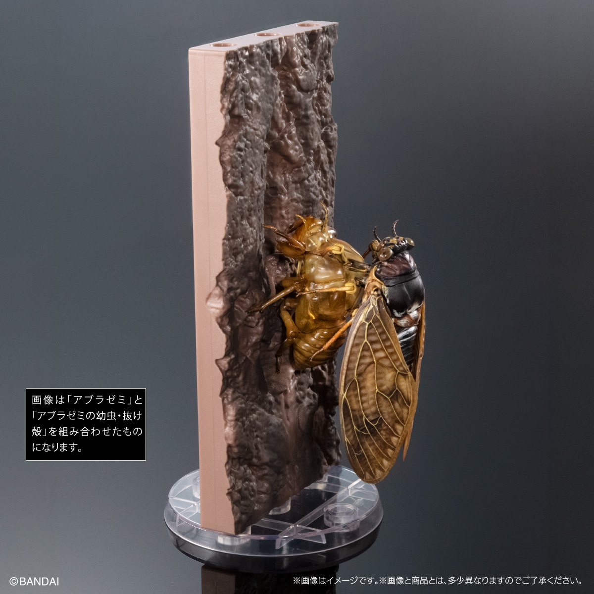 いきもの大図鑑アドバンス　セミ0２　アブラゼミ　ディスプレイスタンド＆樹皮台座（中）セット